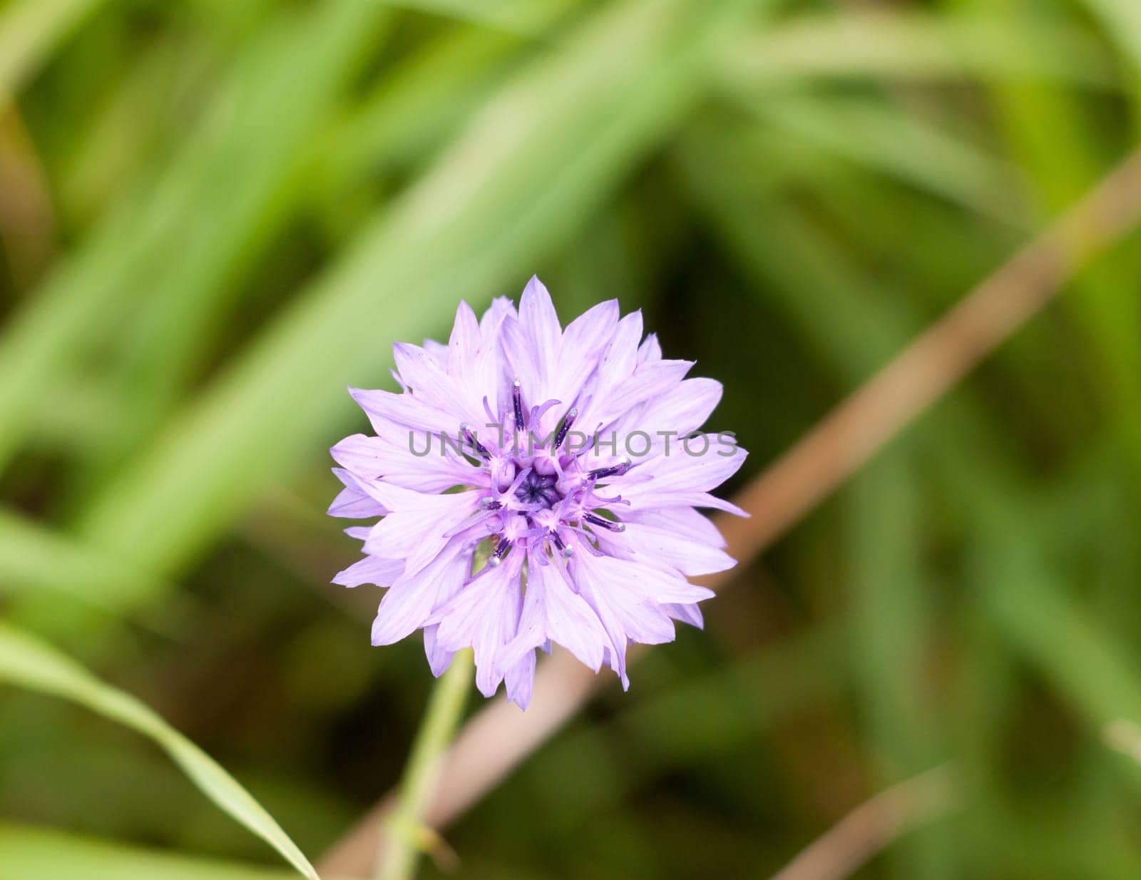 beautiful wild cornflower Centaurea cyanus blue purple  Essex  England  UK