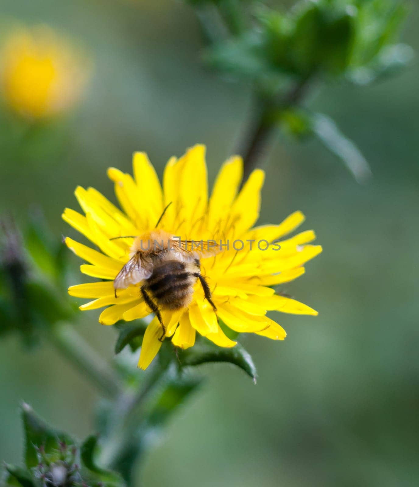 bumble bee head first on dandelion back wings  Essex  England  UK