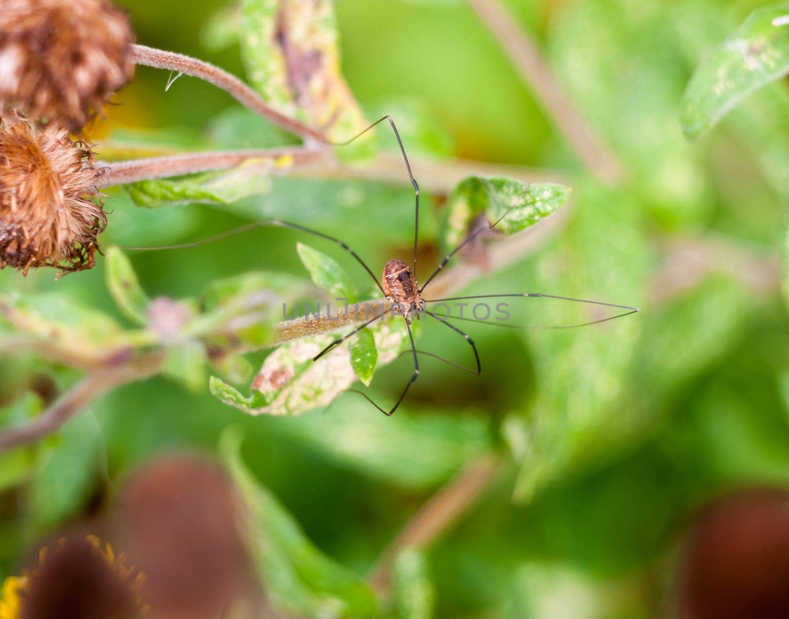 daddy long legs spider in the wild Pholcidae  Essex  England  UK