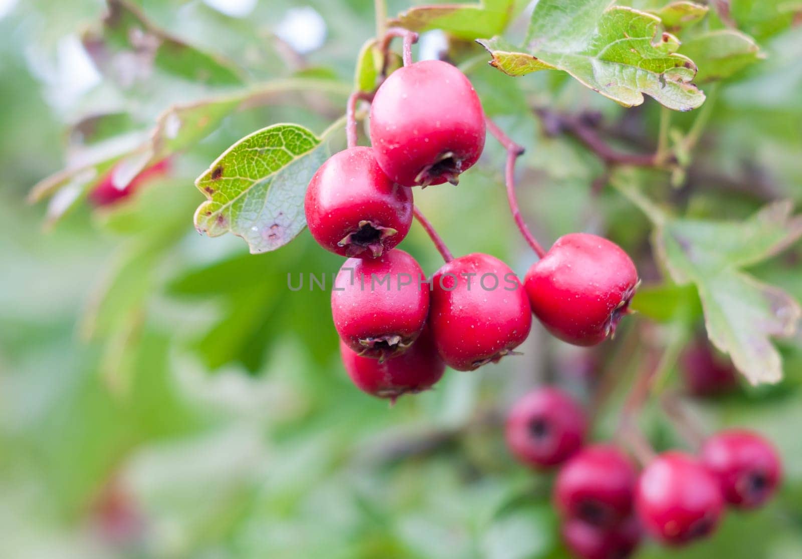 close up of hanging red hawthorn berries Crataegus  Essex  England  UK