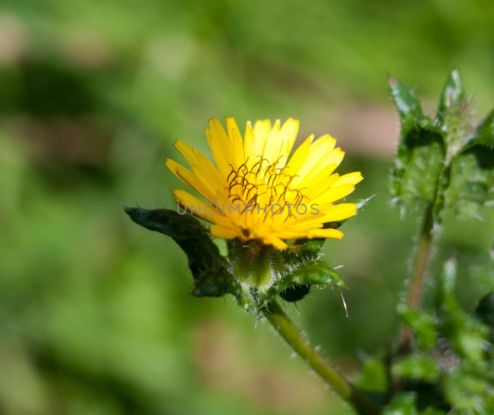flowering yellow dandelion flower head Taraxacum officinale  Essex  England  UK