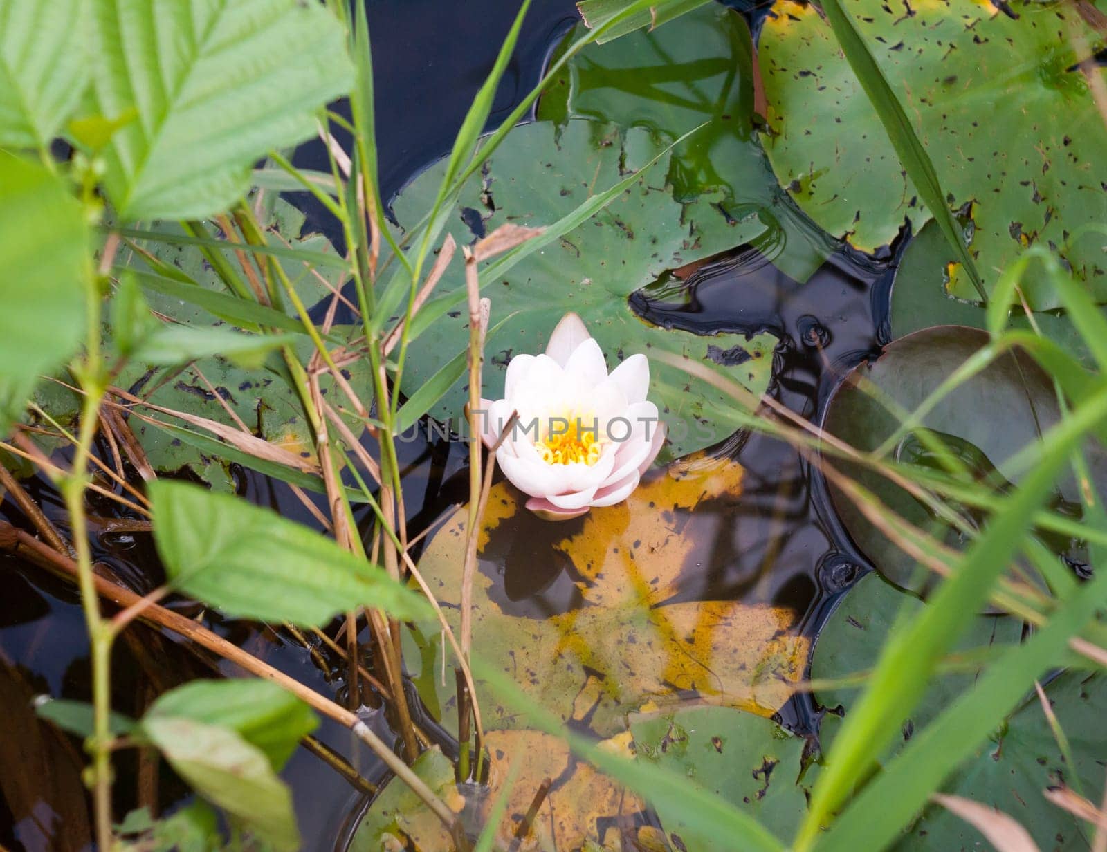lush white water lily Nymphaea alba on surface leafs   Essex  England  UK