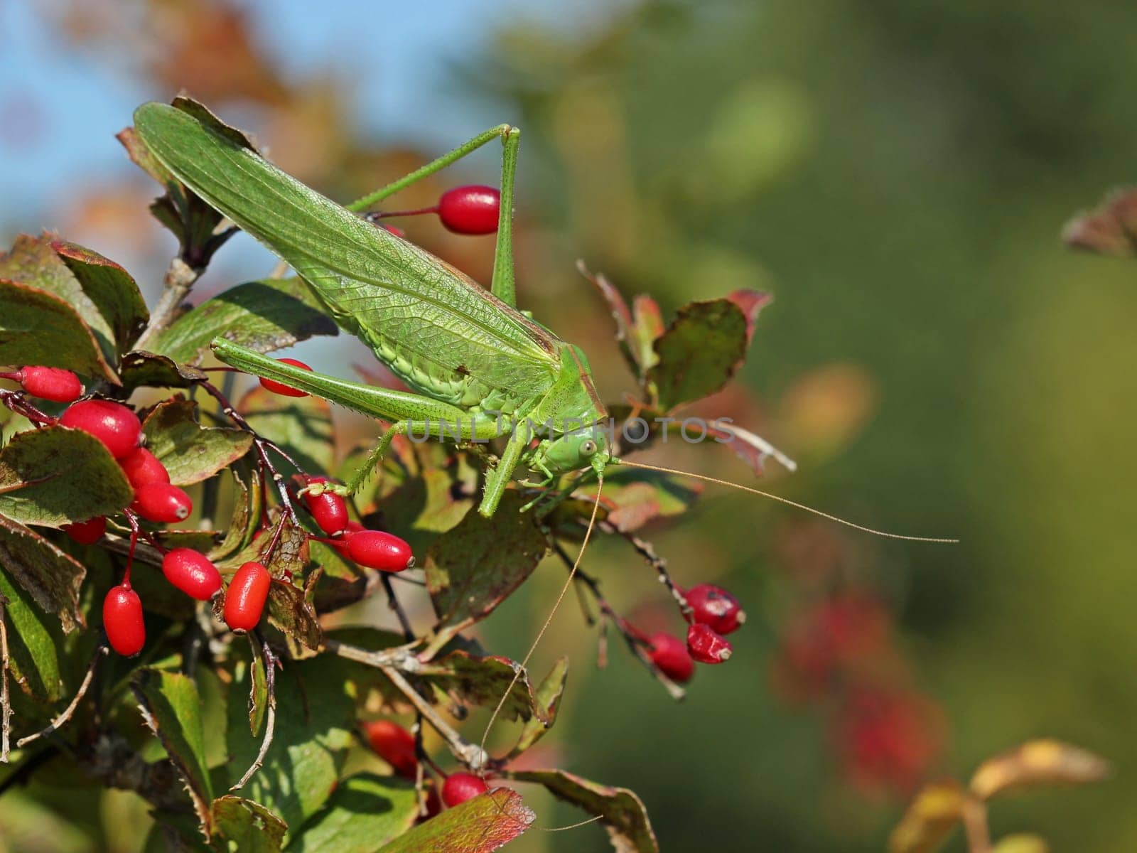 Female Green Hay Horse (Tettigonia viridissima) on Common Barberry (Berberis vulgaris)