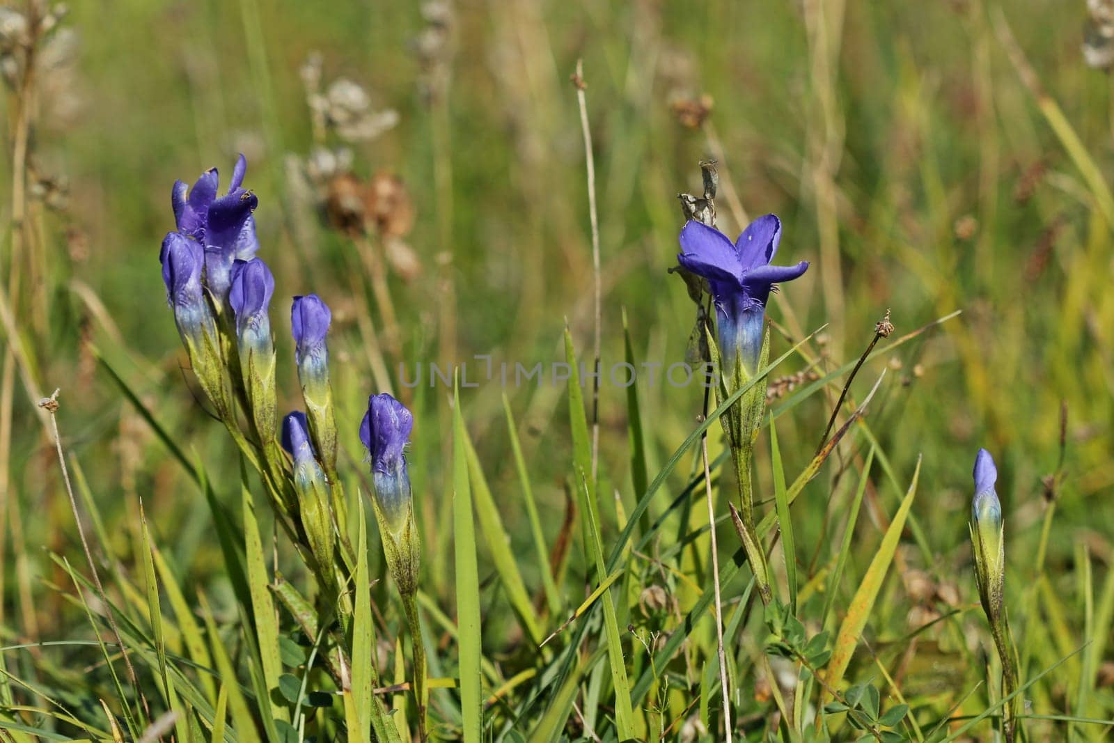 Common fringed gentian (Gentianopsis ciliata) on calcareous grasslands