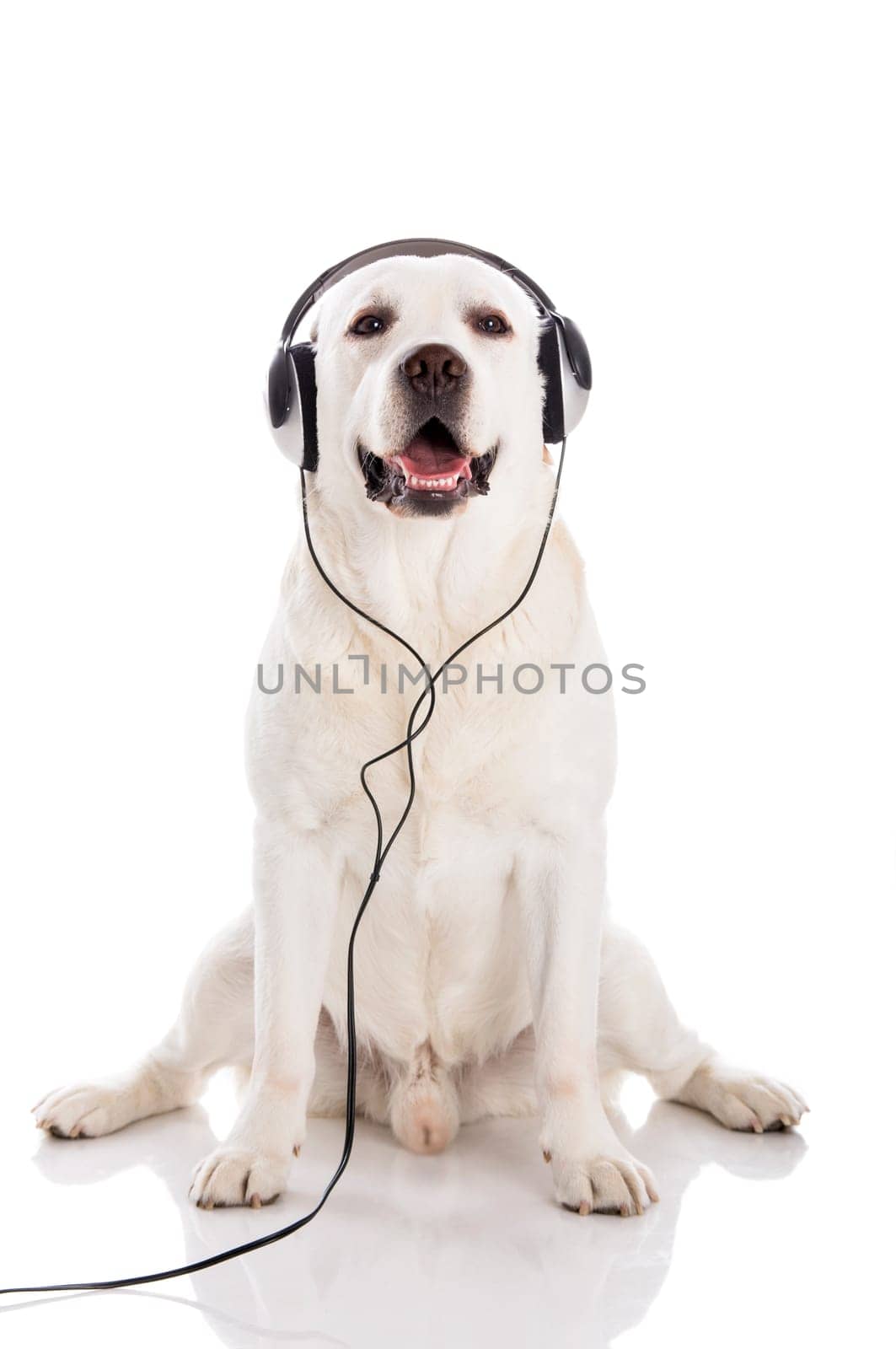 Labrador retriever listen music with headphones