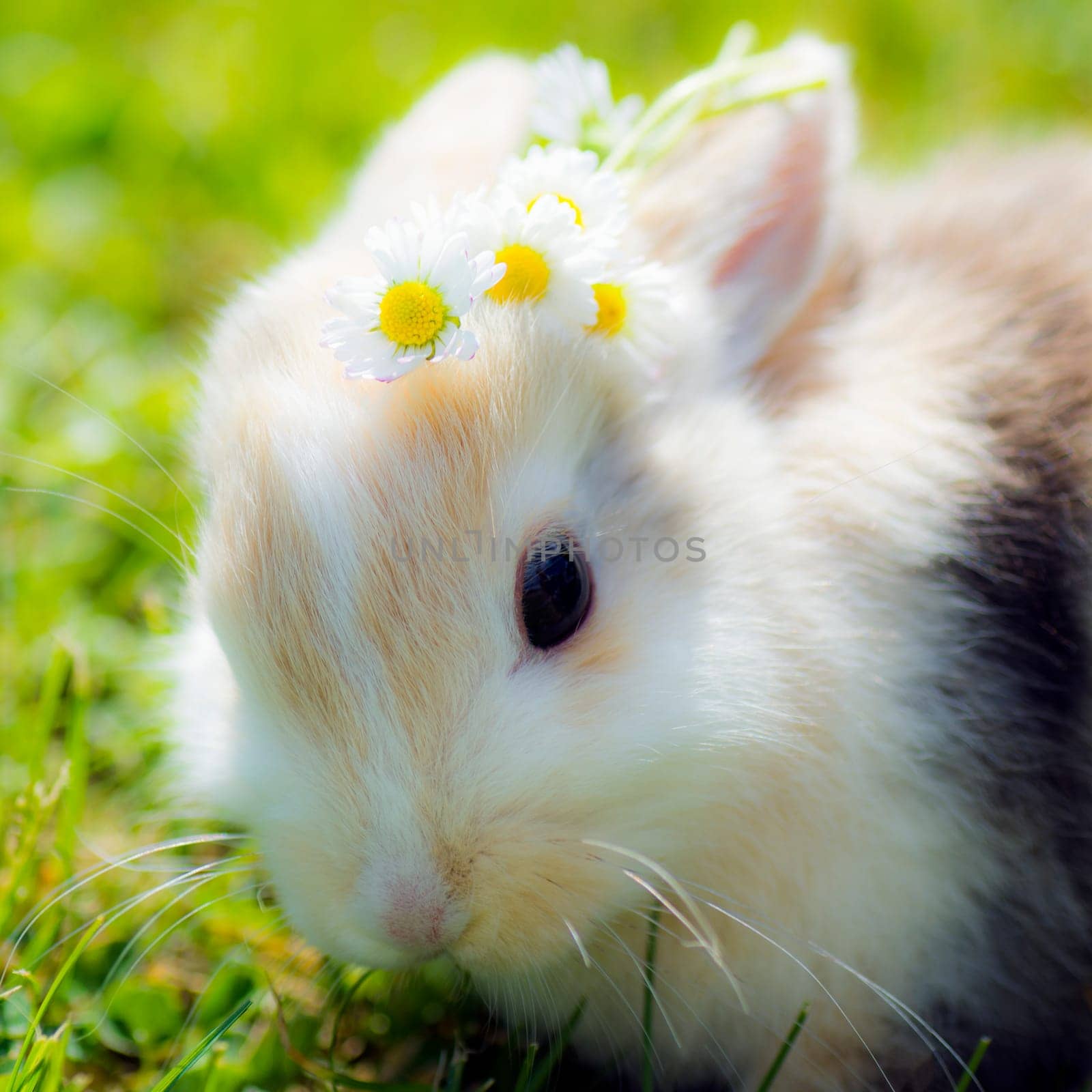 Little bunny with flowers on the head is in grass at spring.