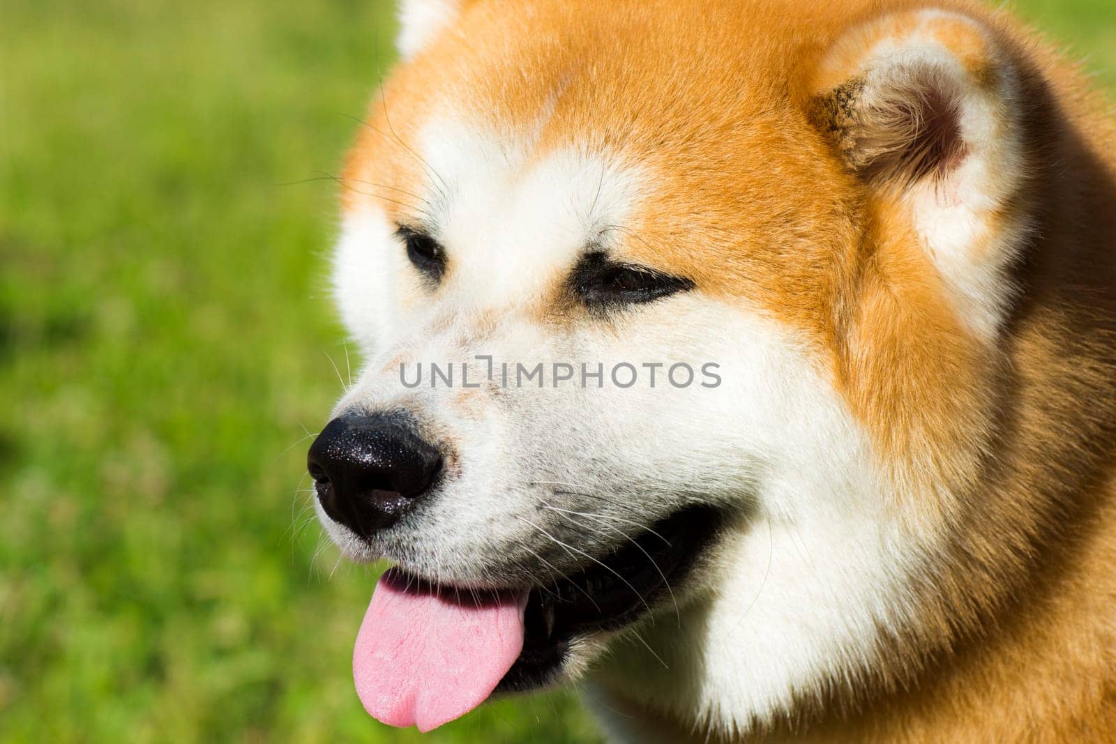 Portrait about an akita dog on green background.