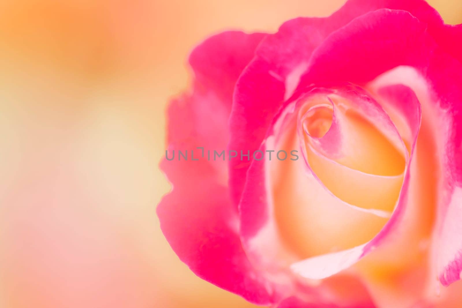 Beautiful pink orange rose on orange background.