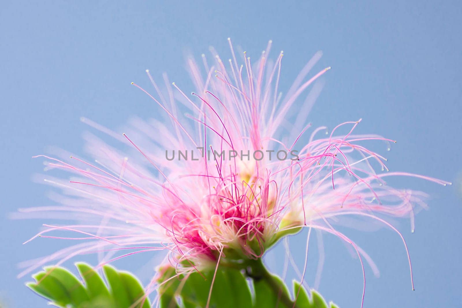 Pink and white flower is on tree on blue sky background.