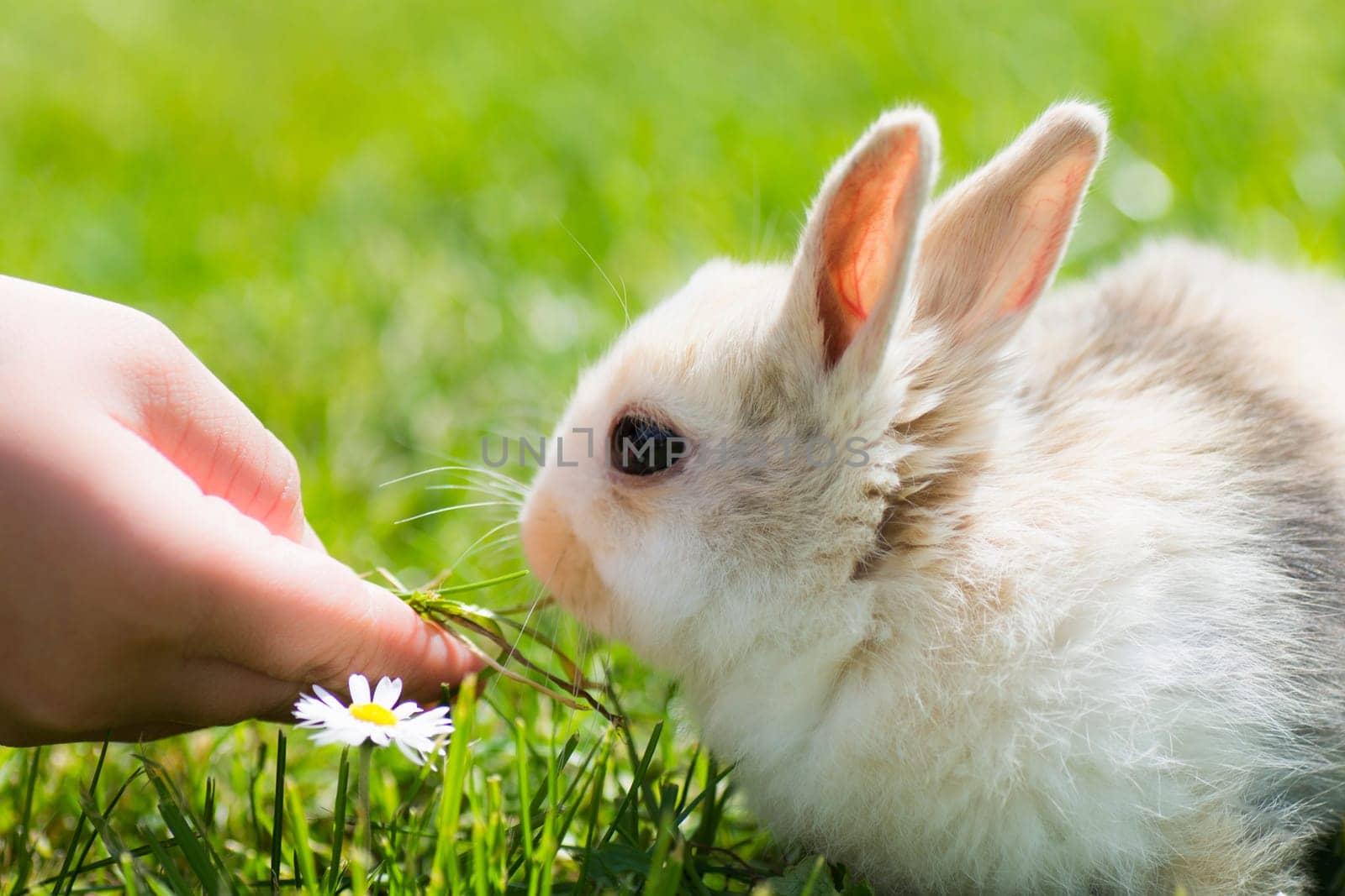 Child hand gives grass for little bunny on green grass background.
