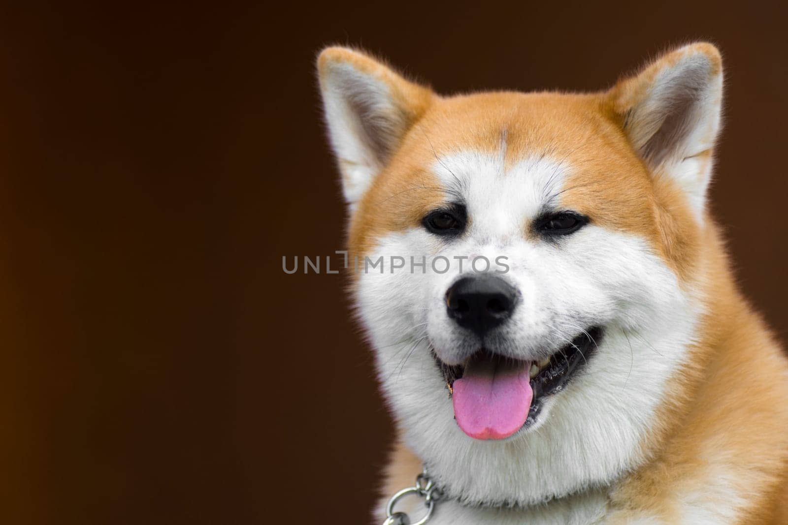 Portrait about an akita dog on brown background.