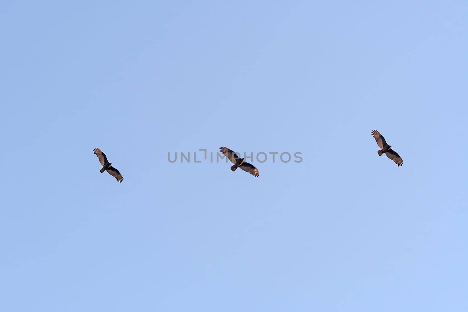 Turkey Vultures Soaring at Sunset in Joshua Tree National Park in California