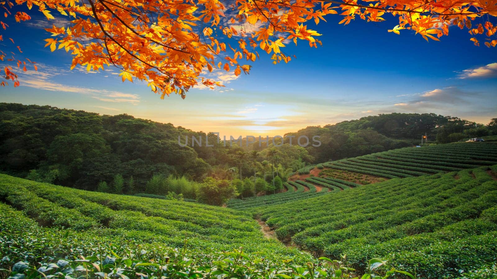 The tea cup on the table nature background in garden, warm tone, Taiwan
