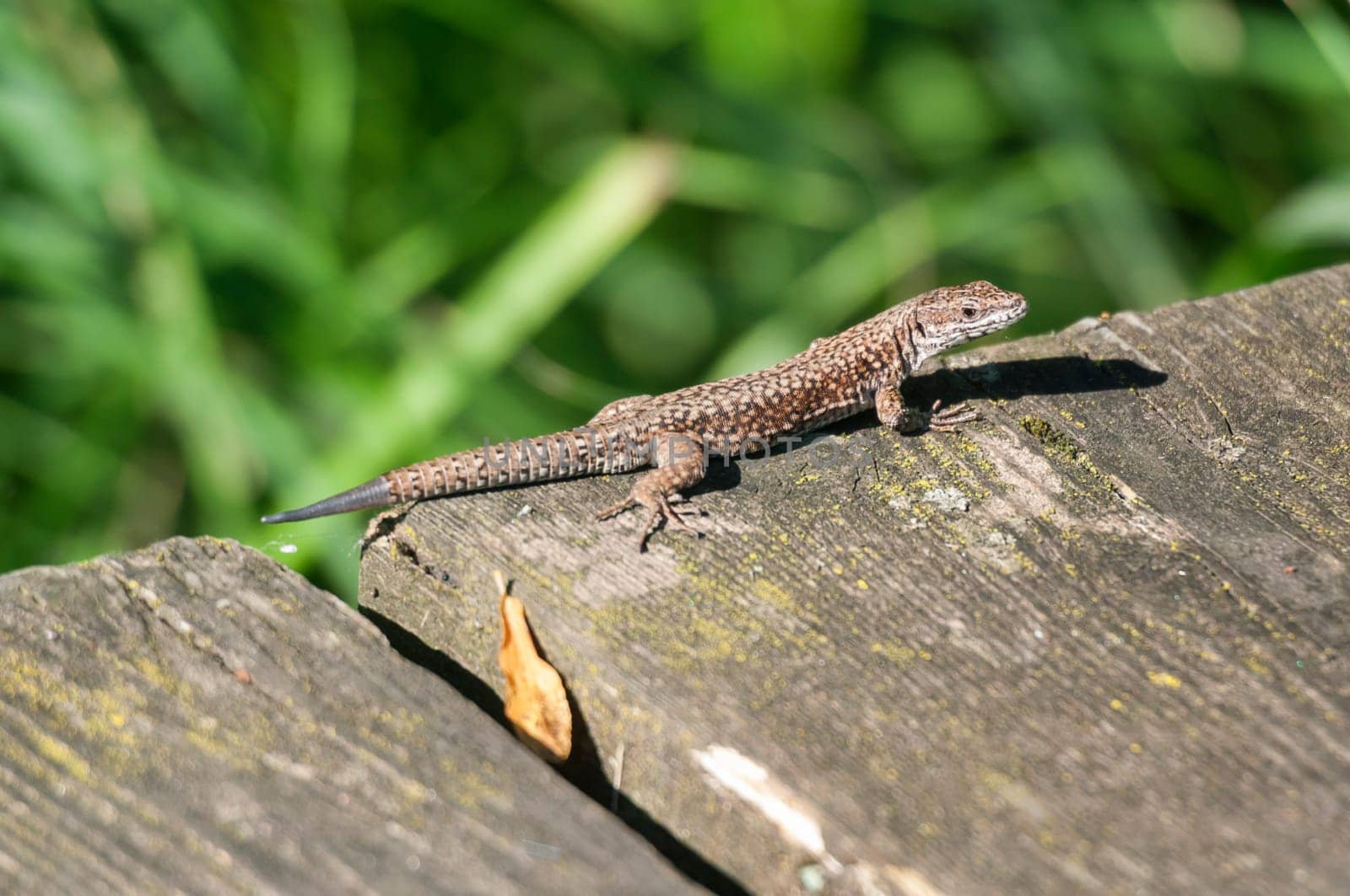 Side view of a wall lizard (Podarcis muralis) sitting on a jetty with a green plant.