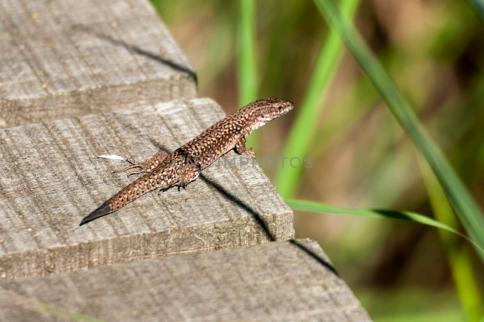 Side view of a wall lizard (Podarcis muralis) sitting on a jetty with a green plant.