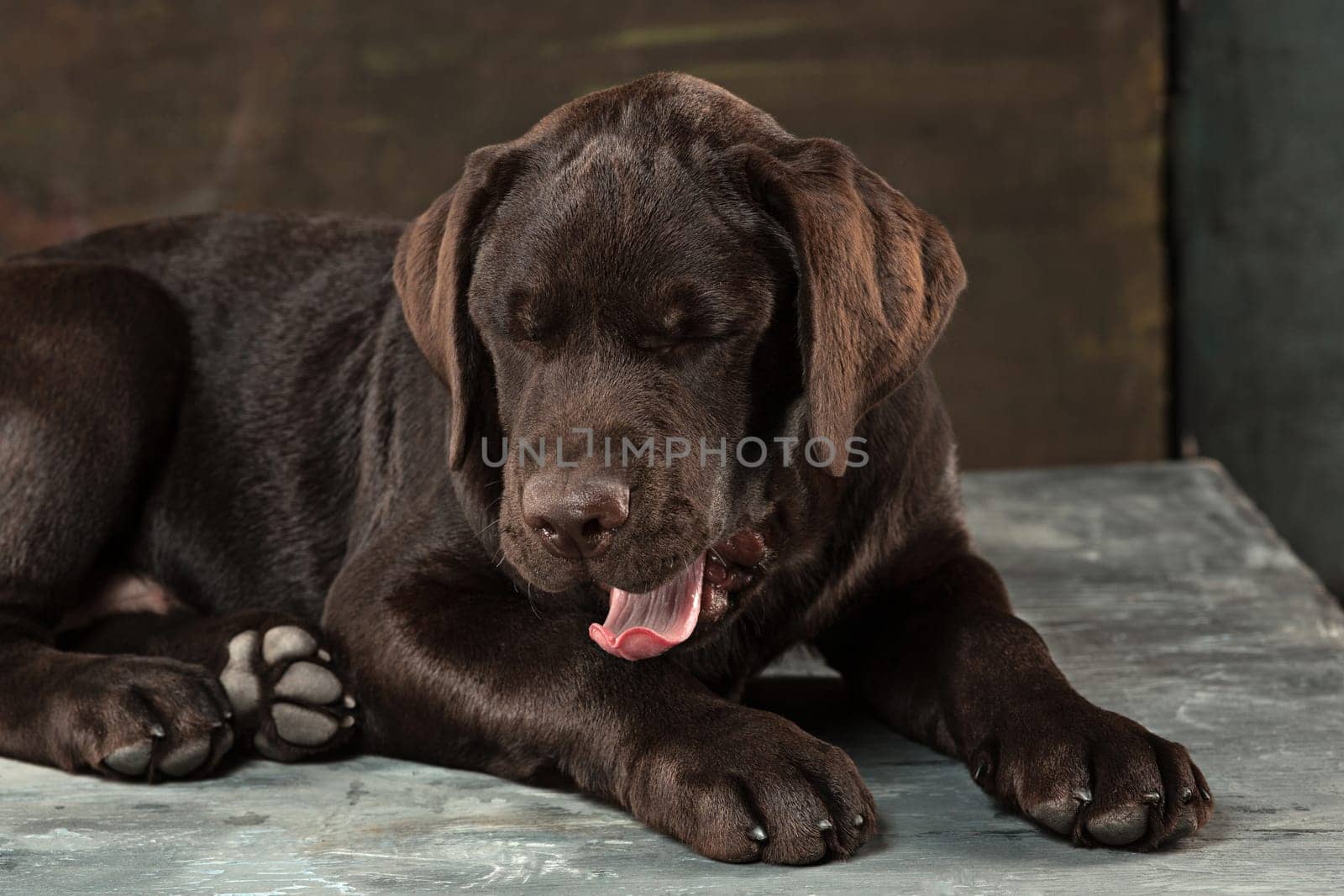 A portrait of a black Labrador dog taken against a black backdrop at studio.