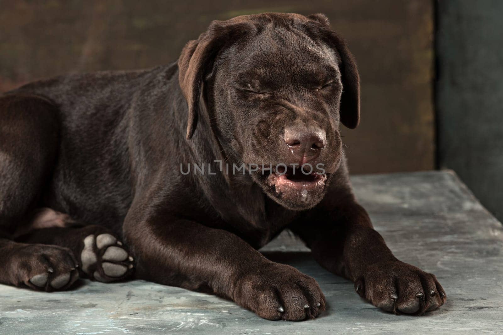 A portrait of a black Labrador dog taken against a black backdrop at studio.