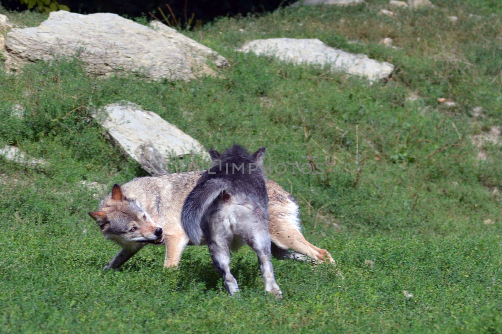 Timber Wolves
