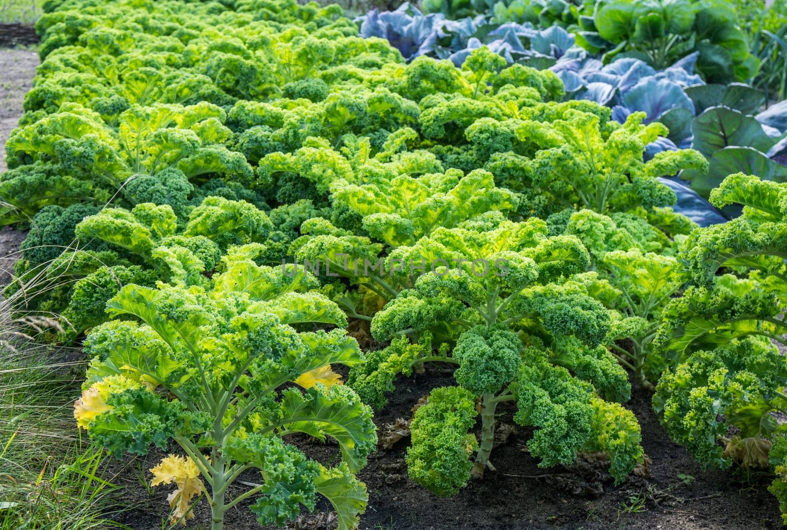 Vegetable garden with green cabbage plants growing