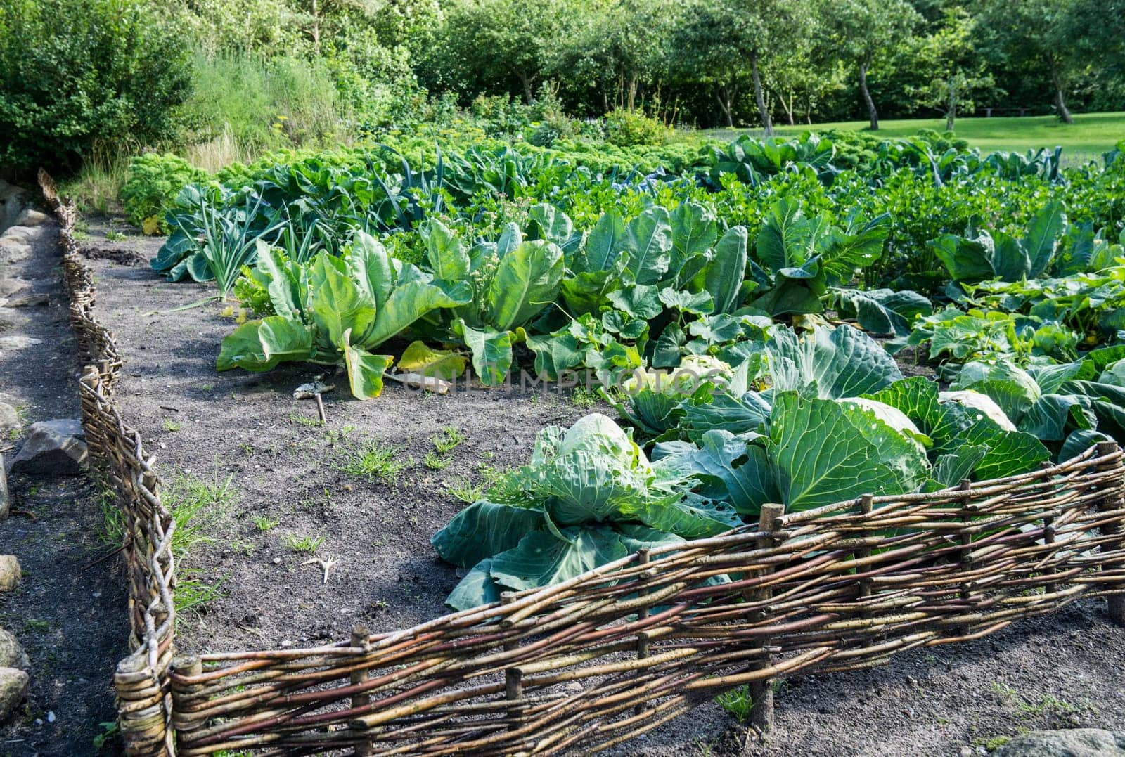 Vegetable garden with homemade vegetables and surrounded by a small veiled fence