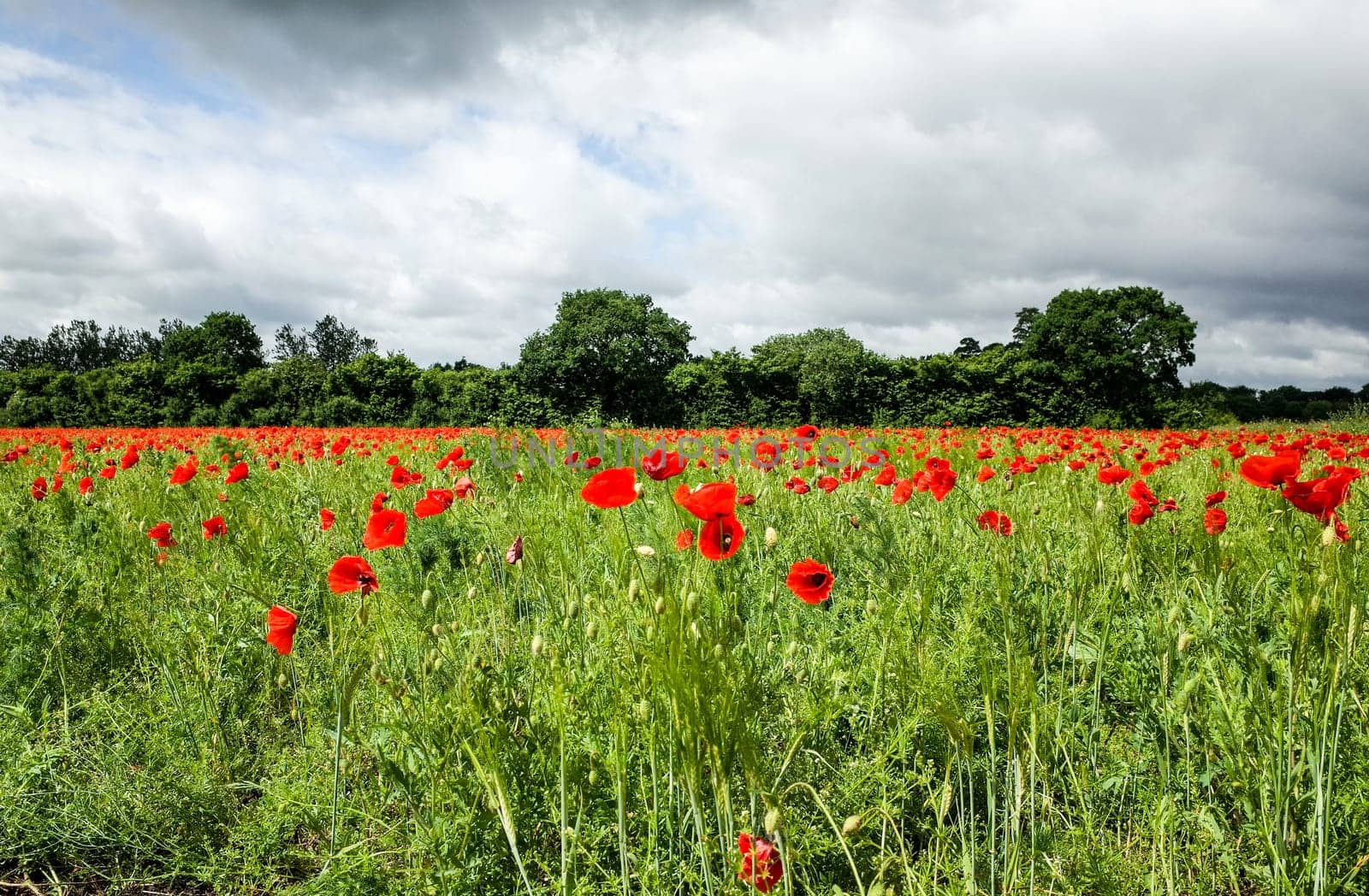 Field full of flowering poppies with their blood-red petals against the blue sky