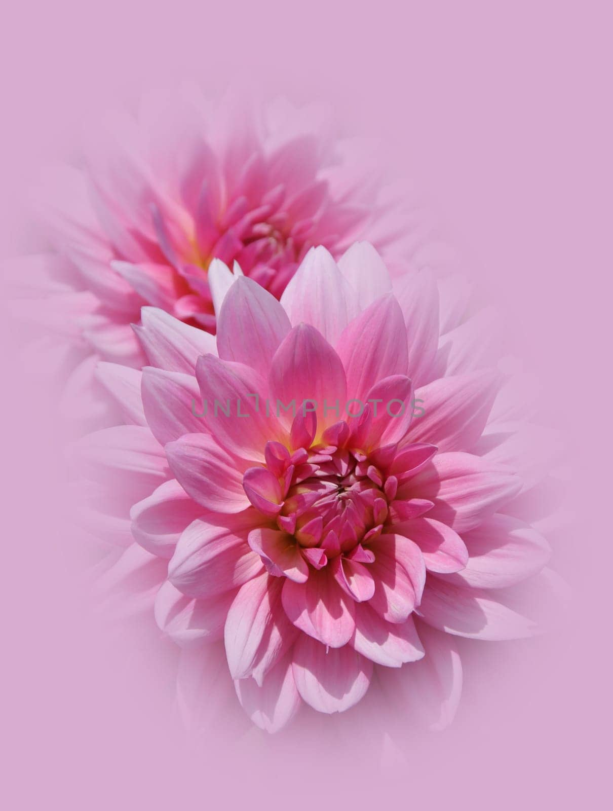 Dahlia flowers