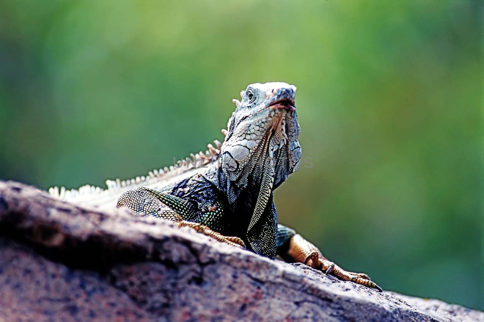Close up of a Green Iguana