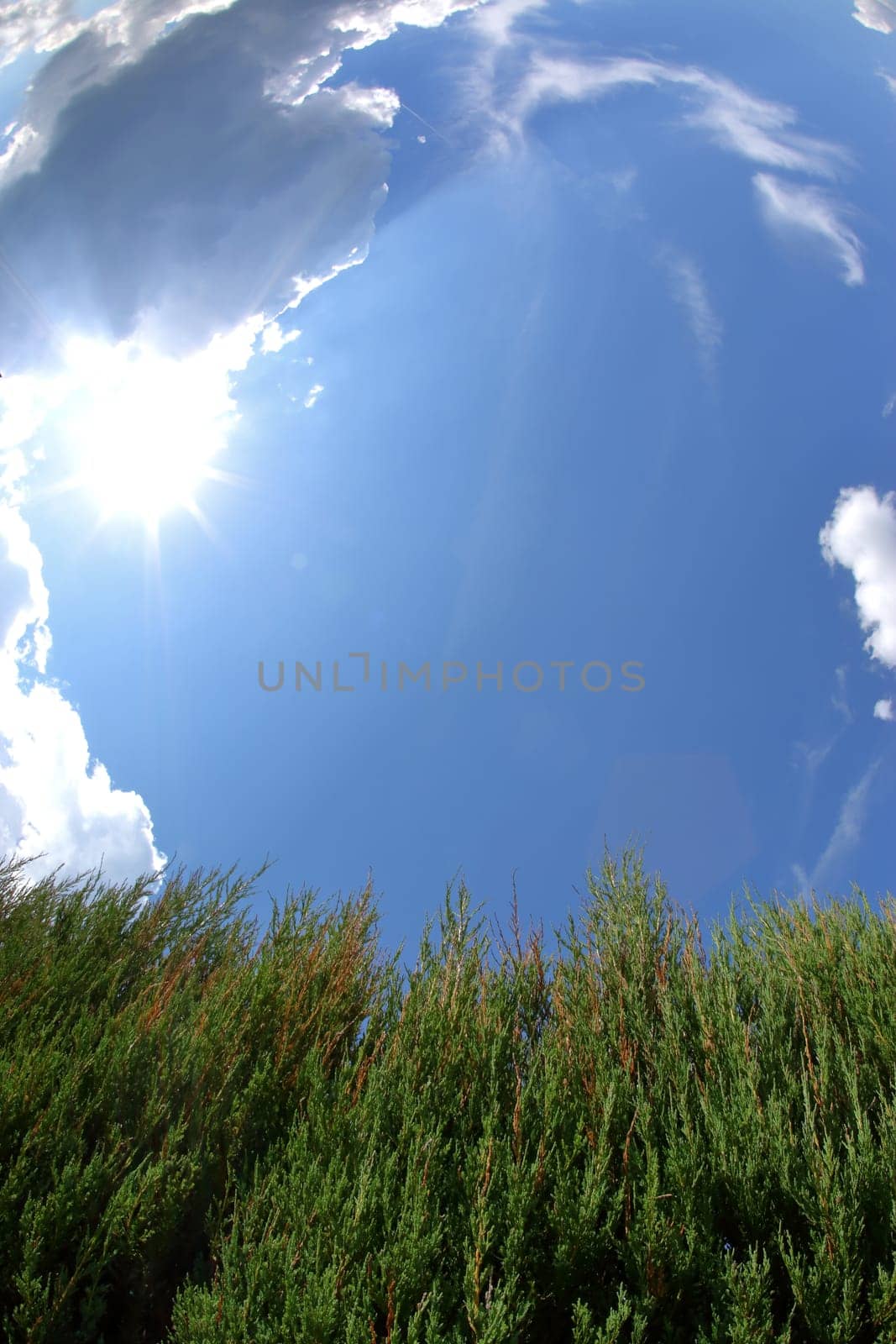 The bright blue sky and lush green plants basking in warm sunlight truly capture the essence of natures beauty