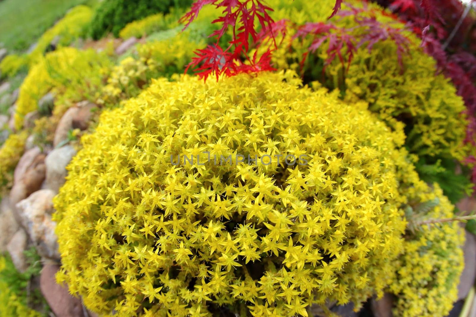 A closeup view of bright yellow succulent flowers set against a backdrop of lush greenery and vibrant red accents
