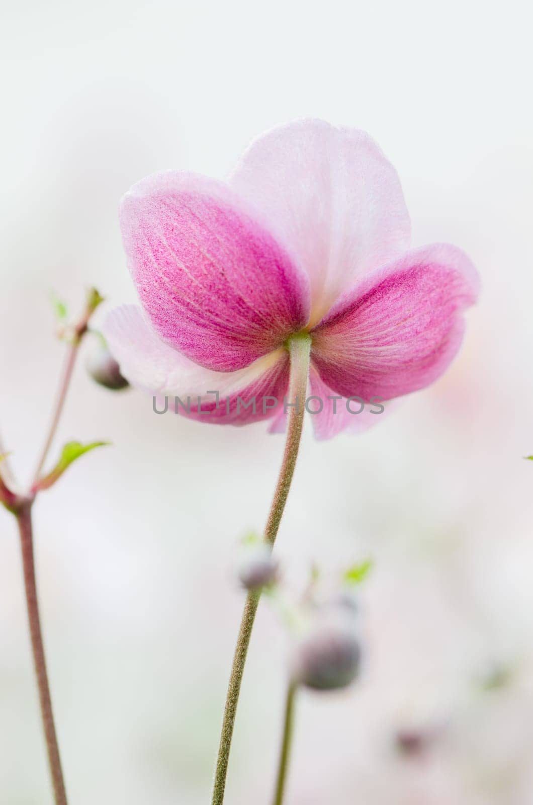 Pale pink flower Japanese anemone, close-up
