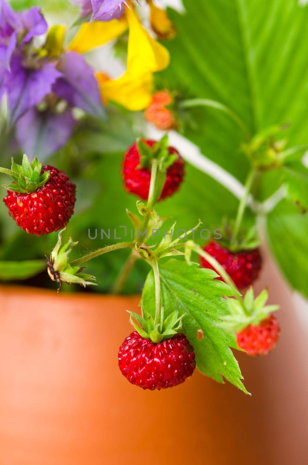 Ripe strawberries and a bouquet of forest flowers in a clay mug