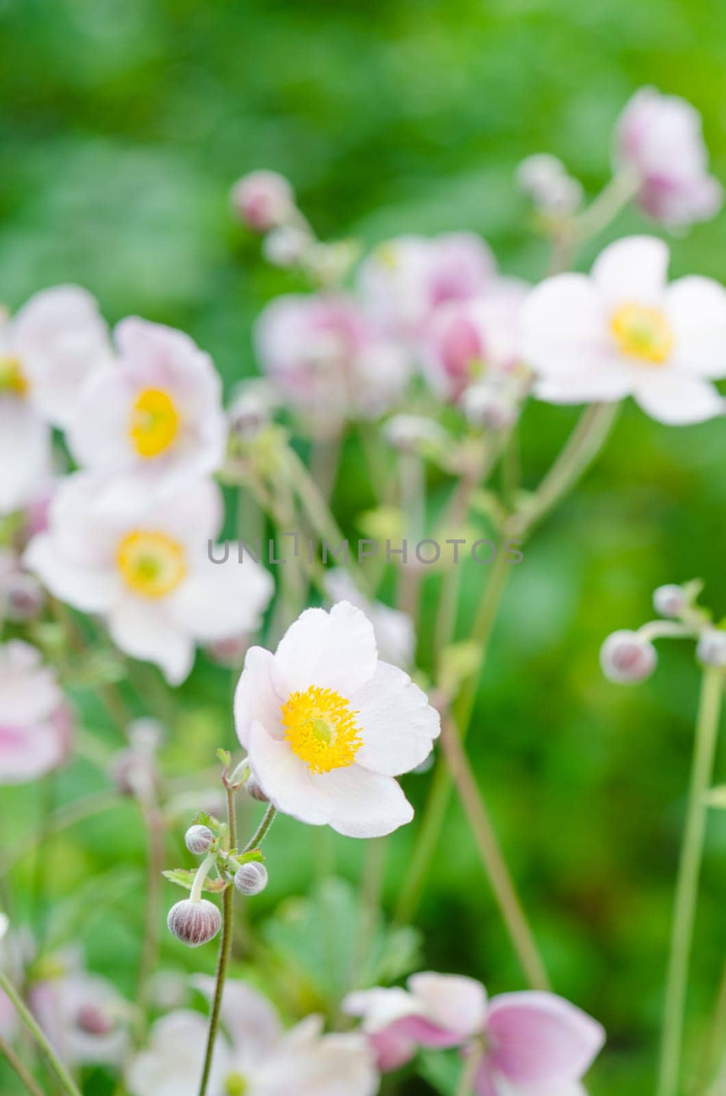 Pale pink flower Japanese anemone, close-up. Note: Shallow depth of field