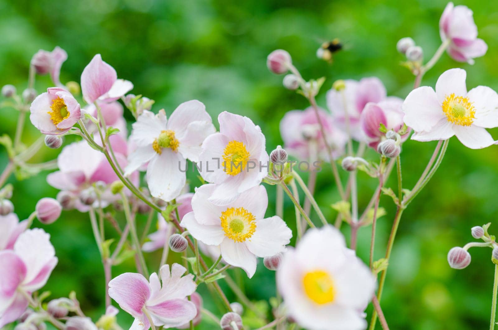 Pale pink flower Japanese anemone, close-up. Note: Shallow depth of field