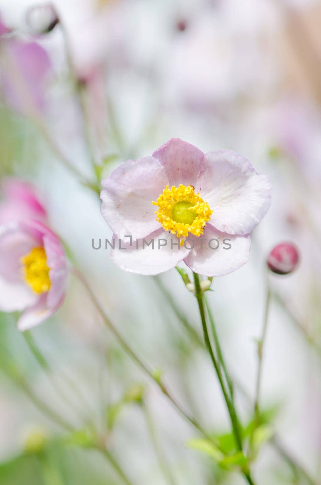 Pale pink flower Japanese anemone, close-up. Note: Shallow depth of field