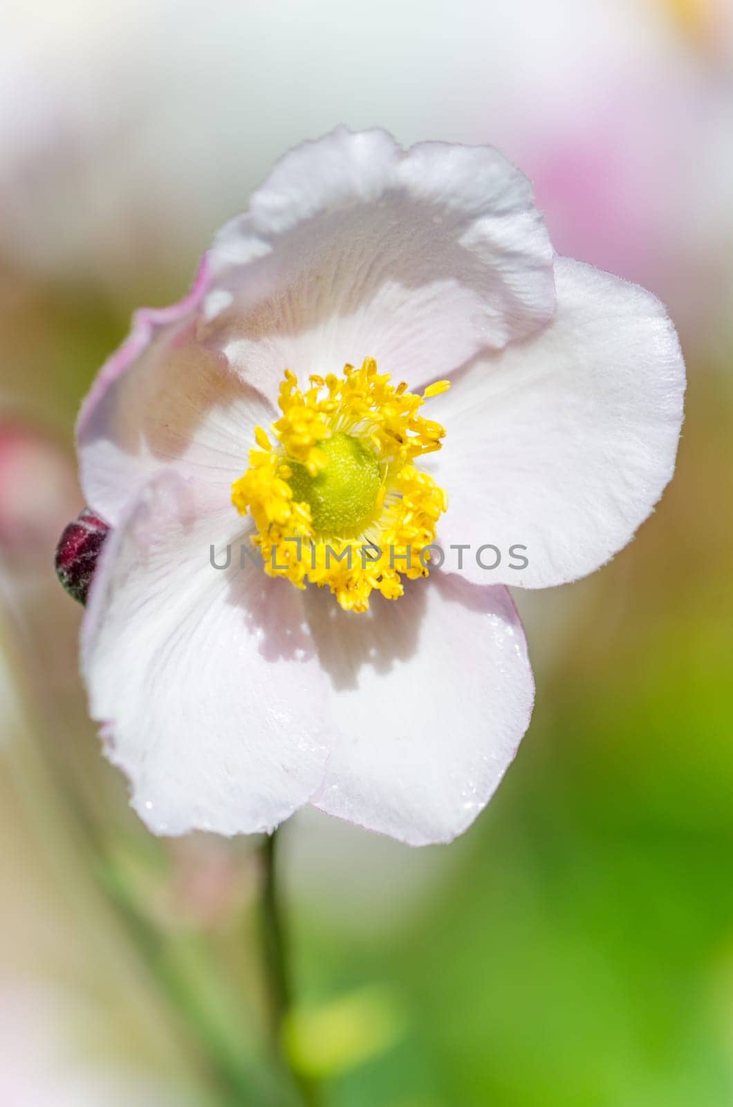 Pale pink flower Japanese anemone, close-up. Note: Shallow depth of field