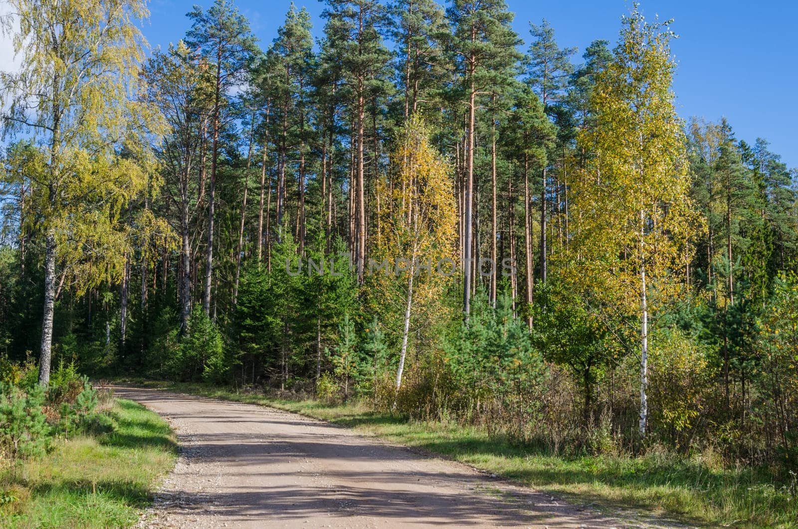 Country road in autumn forest, Estonia