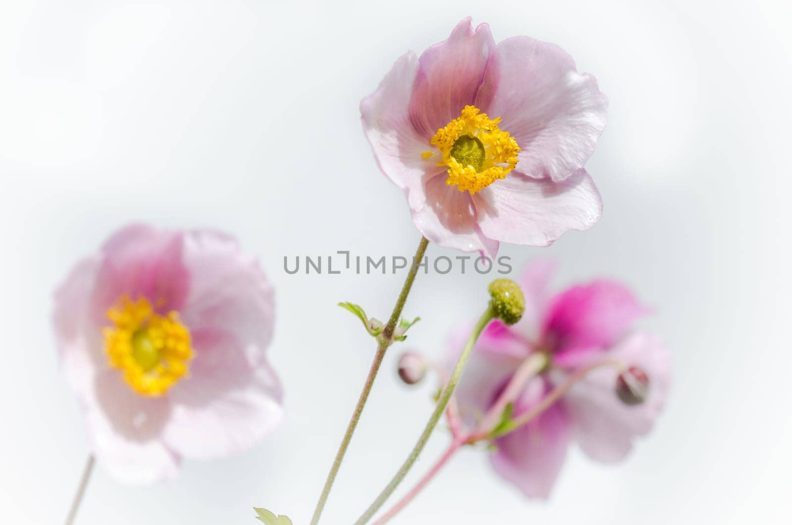 Pale pink flower Japanese anemone, close-up. Note: Shallow depth of field