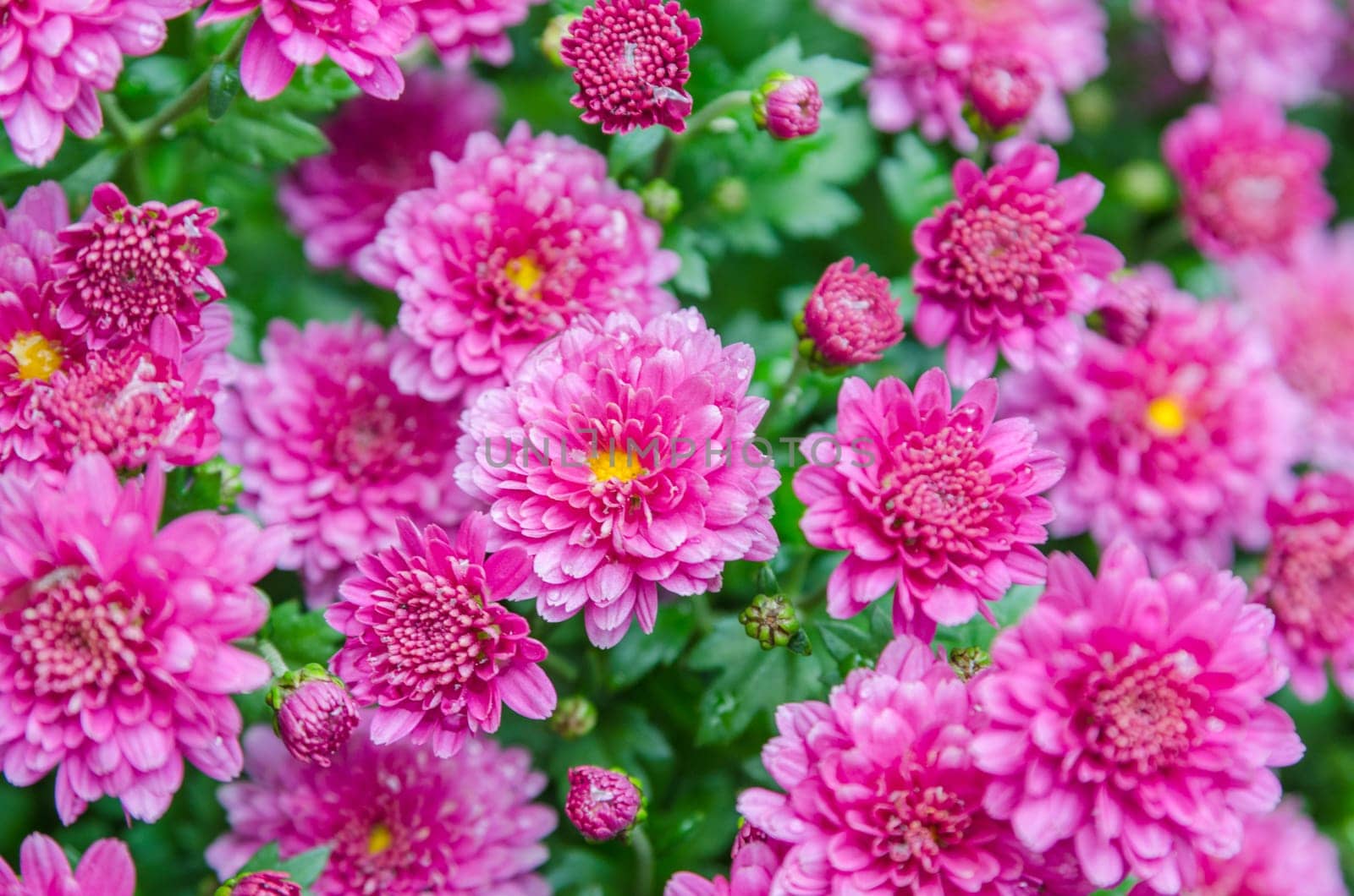 Beautiful blooming pink chrysanthemum bush in the garden