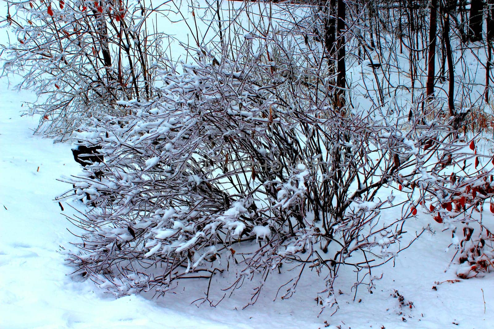 A bush is covered in a layer of ice and snow after an ice storm in Michigan.