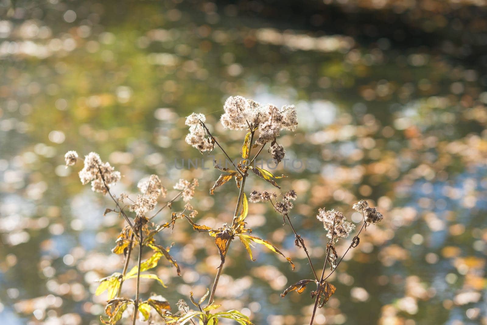 fluffy autumn flowers in front of a pond