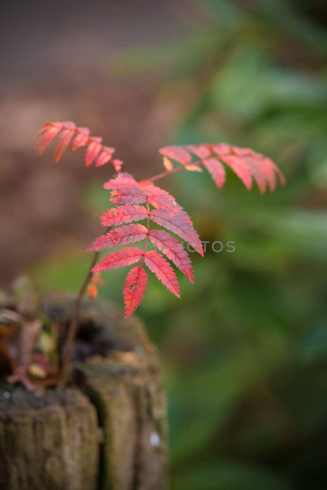 closeup of a small rowan (Sorbus aucuparia) on a dead tree trunk in beautiful autumn colors