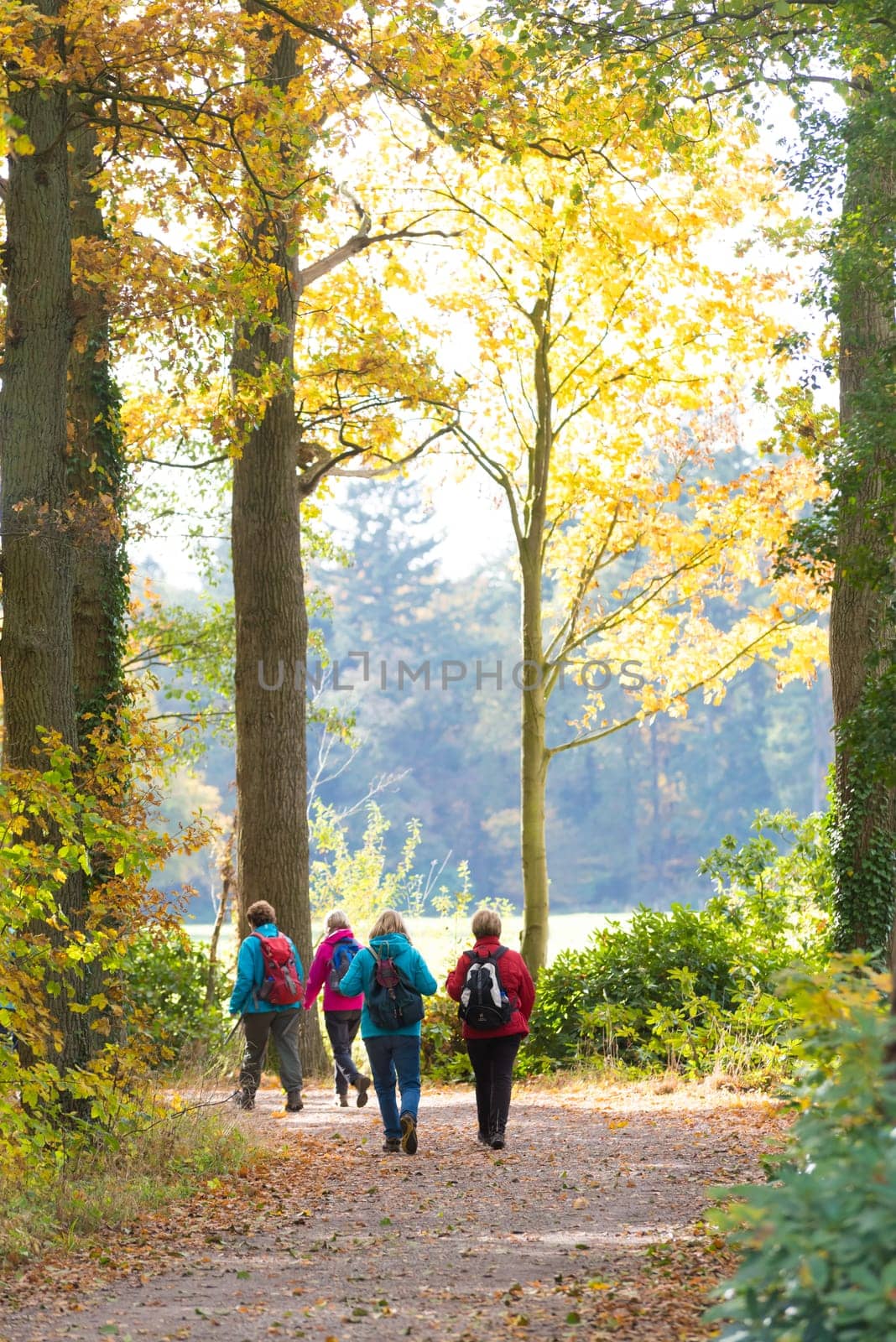 DENEKAMP, NETHERLANDS - NOVEMBER 2, 2016: Four unknown female hikers enjoying their walk in an autumn landscape in the netherlands
