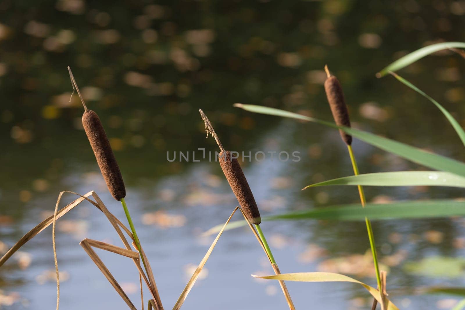 Typha latifolia, or bullrush in english, at the banks of a swamp