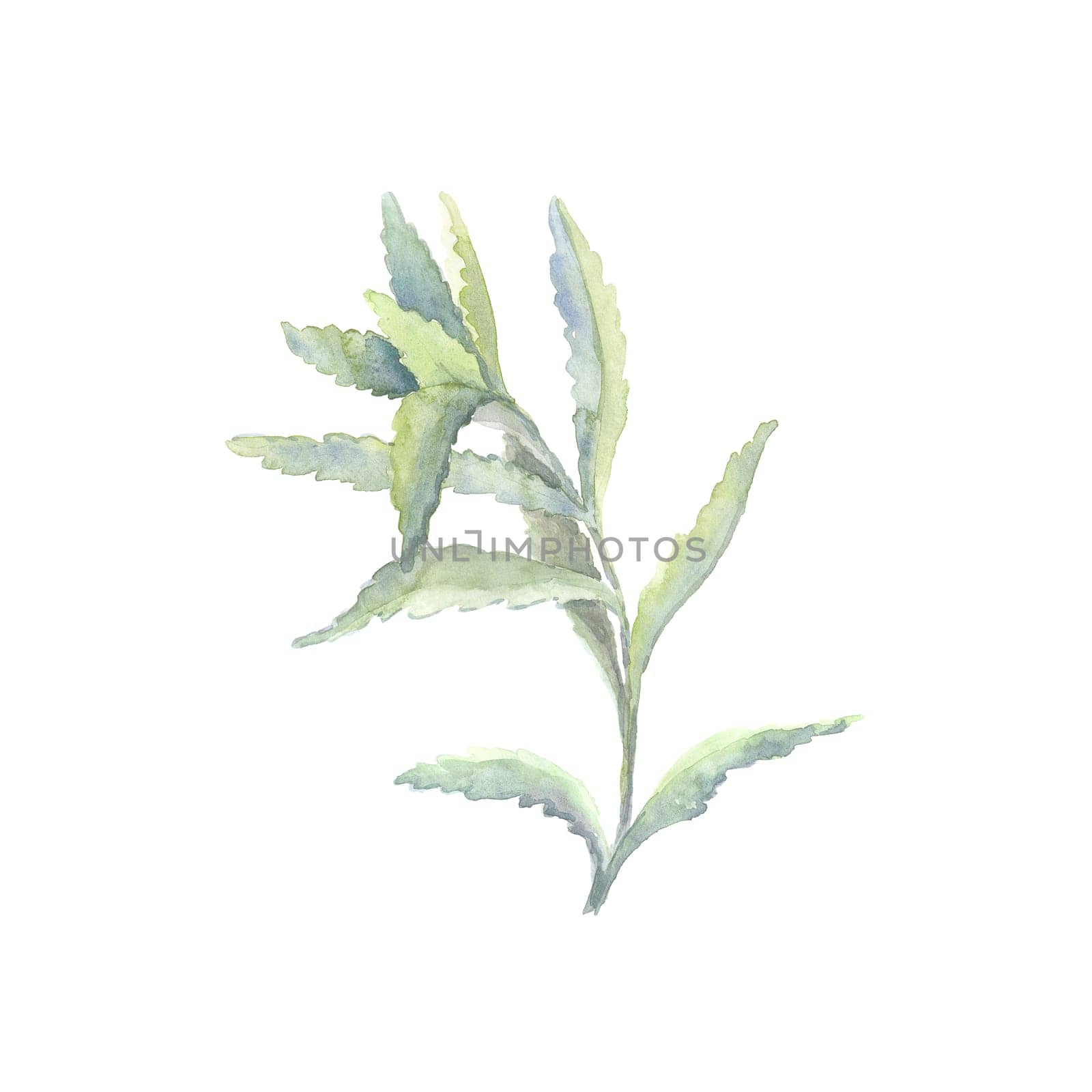 Bright watercolor leaf isolated on easy for cut white background