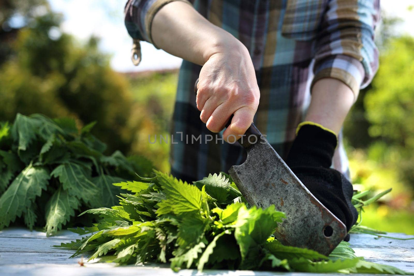 Woman chopping nettle leaves.