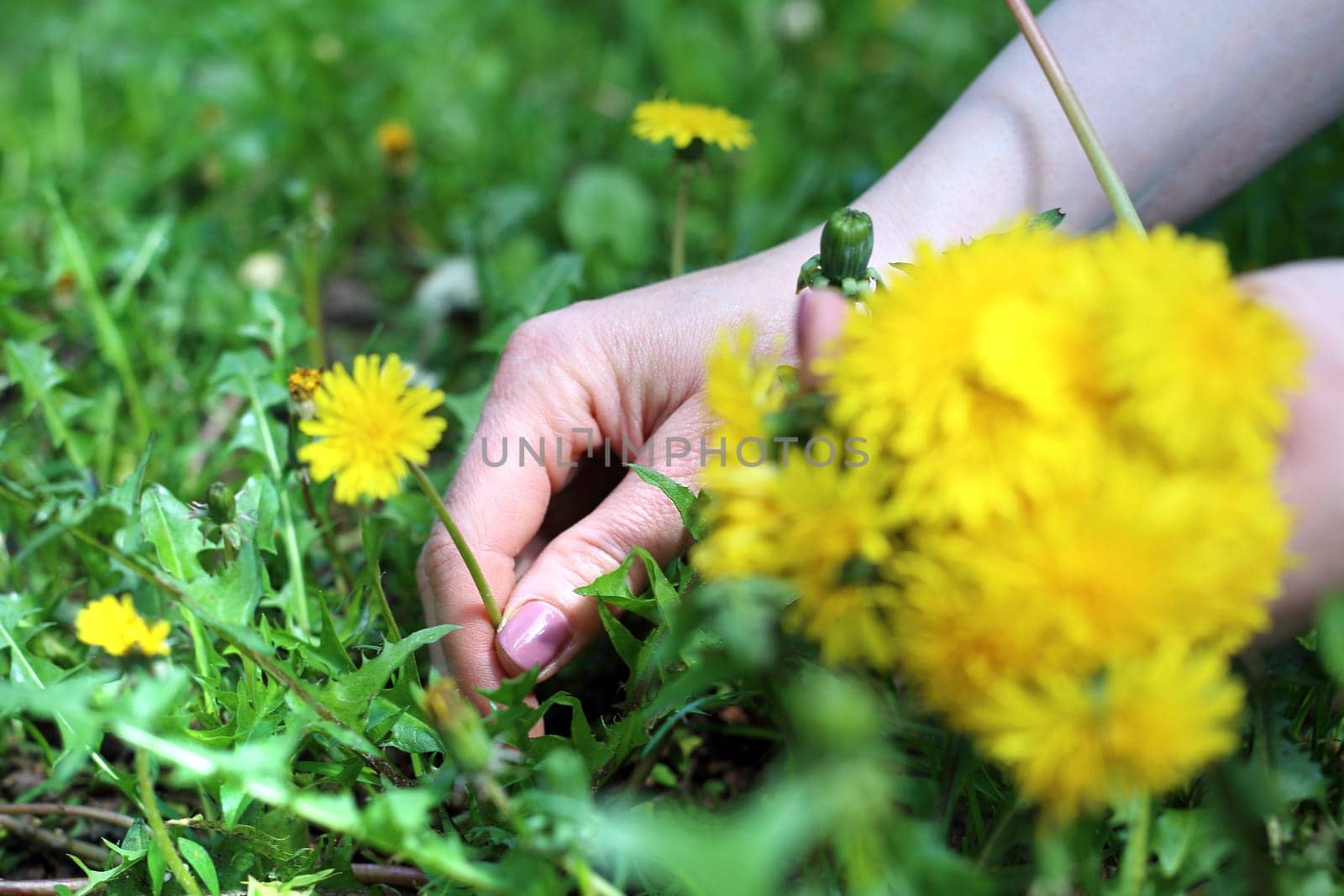 Woman takes dandelion flowers in a meadow.