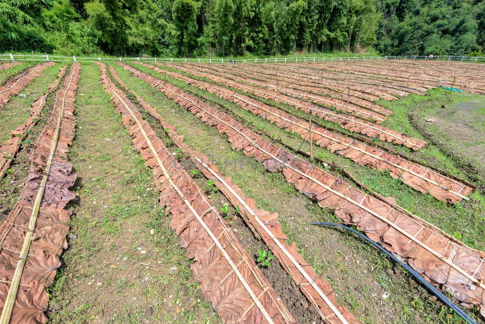 Plots for planting and the seedlings of the strawberry at plantation in Thailand