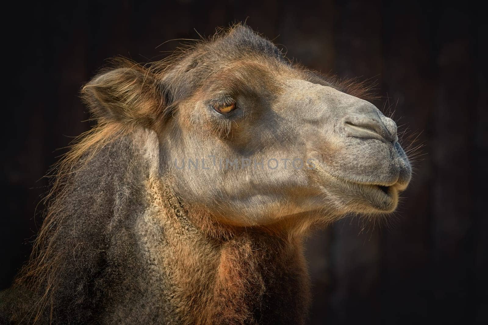 Portrait of Camel against the Dark Background