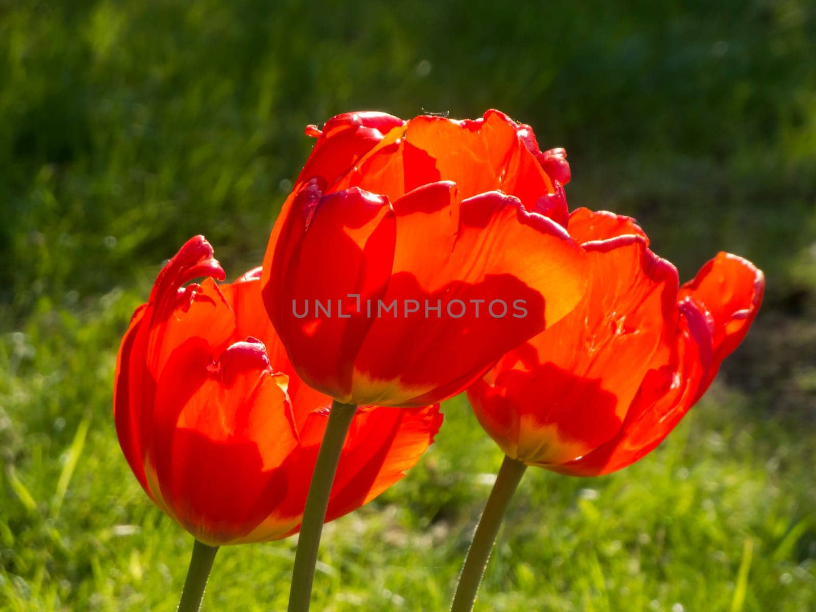 three red tulips (lat: Tulipa) on a meadow in the backlight of the sun.