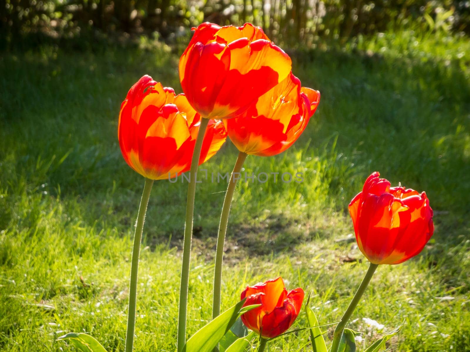 Five red-yellow tulip flowers (lat: Tulipa) on a meadow in the backlight of the sun.